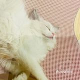 又有新成员了