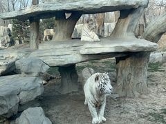 -北京野生动物园