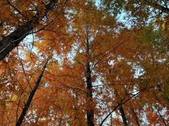 -三圣花乡旅游区