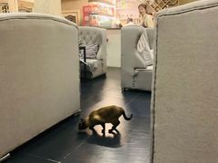 -吱咖啡西式简餐