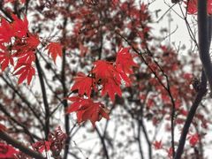 -重庆彩云湖湿地公园