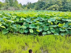 -白鹭湾湿地公园