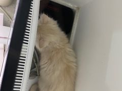 -瑞派雷欧宠物医院·中兽医·眼科·急重症转诊中心(黄台店)