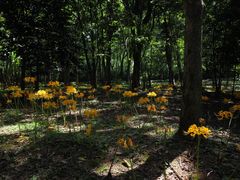 -杭州植物园