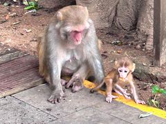 -南湾猴岛+椰田古寨一日游