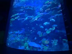 -暹罗海洋世界