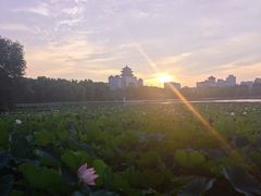 -莲花池公园
