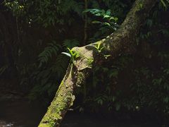 -莫里热带雨林景区