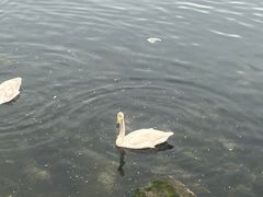 -烟墩角天鹅湖