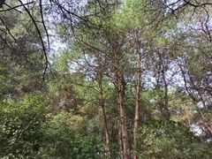 -铁山坪森林公园