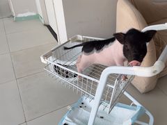 -怪兽屋·羊驼·猫咖·狗咖(俊华广场店)