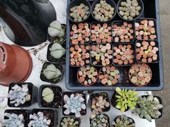 -金陵花卉交易市场