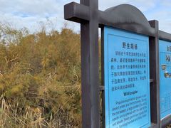 -金塔沙漠胡杨林景区