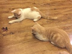 -猫色咖啡·猫咖