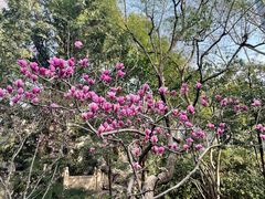 -静安公园(静安寺街道)