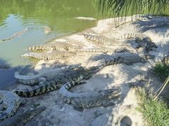 -广州长隆飞鸟乐园