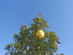 -美家乐农庄·露营·团建(大治路店)