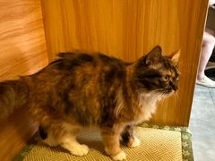 -雪月花(长江北路店)