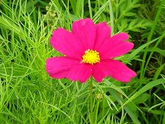 -大宁郁金香公园-停车场