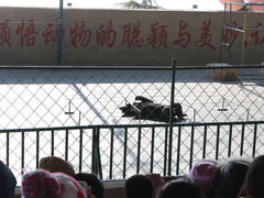 -东方熊牧场