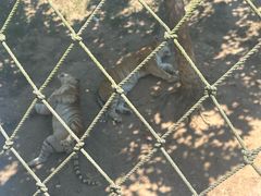 -西霞口神雕山野生动物世界