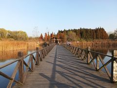 -溱湖国家湿地公园