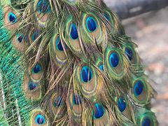 -瑞丽独树成林风景区