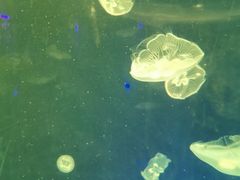 -北戴河圣蓝海洋公园