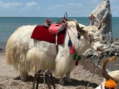 -青海湖国家重点风景名胜区