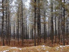 -塞罕坝国家级自然保护区