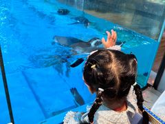 -帝企鹅自助餐厅•儿童岛•真企鹅(长隆企鹅酒店)