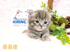 -十年猫舍·猫咪专门店(普陀店)