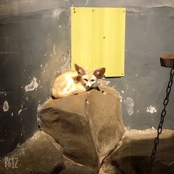 -未来动物城动物主题公园(大悦城店)