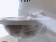 -Heymao猫咖.咖啡厅(东门店)