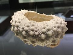 -青岛贝壳博物馆
