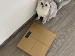 -翊宠yipet猫狗购宠庄园犬舍•猫舍