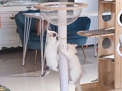 大堂-平行世界·猫咖(首经贸店)