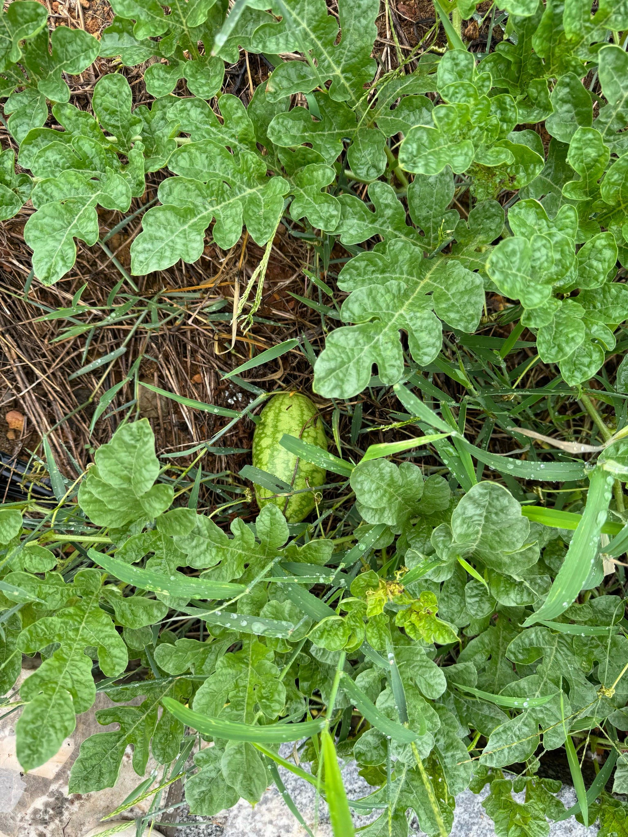 清新绿叶种西瓜日记