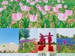 -泗洪洪泽湖湿地景区