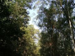-大屏嶂森林公园