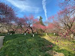 -杭州植物园