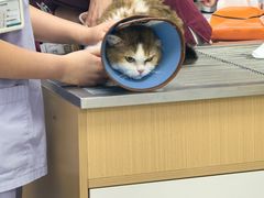 -瑞派康怡24h宠物医院·犬猫医疗中心·微创绝育(瑞景分院)
