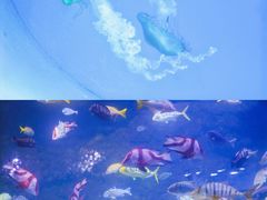 -南昌海洋公园