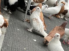 -白云公园(地铁站)