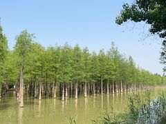 -泗洪洪泽湖湿地景区