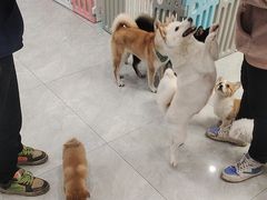 -柴犬小屋·柴餐厅·狗咖食堂(金鼎广场店)