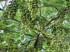 -醉二娘正宗西昌火盆烧烤(大丰店)