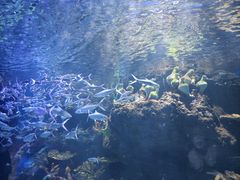 -华夏文旅海洋公园