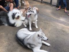 -TrueLove @ Neverland (Husky Cafe)