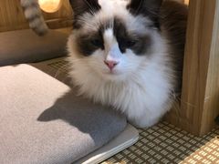 -喵屿·大理花园猫咖